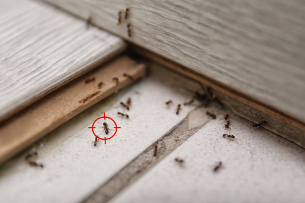 Best Best Pest Control Companies  in Americus, GA