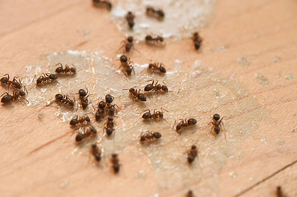 Best Local Pest Control Services  in Americus, GA